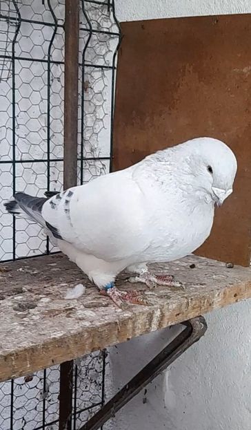 Hagi 2021 - VOIAJOR ROMANESC DE FRUMUSETE MASCULI