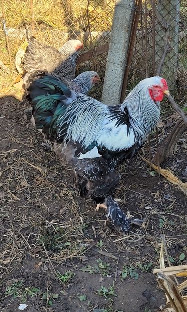  - B__Brahma Herminat Inchis