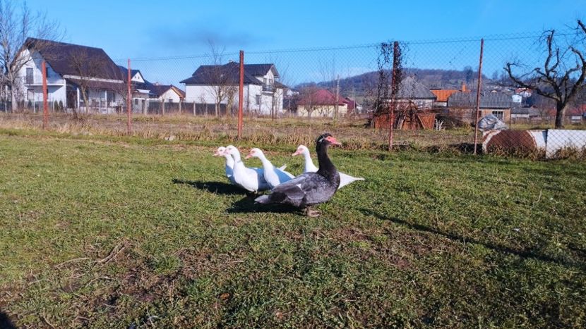 09.01.2023. - RAȚE - MUTE