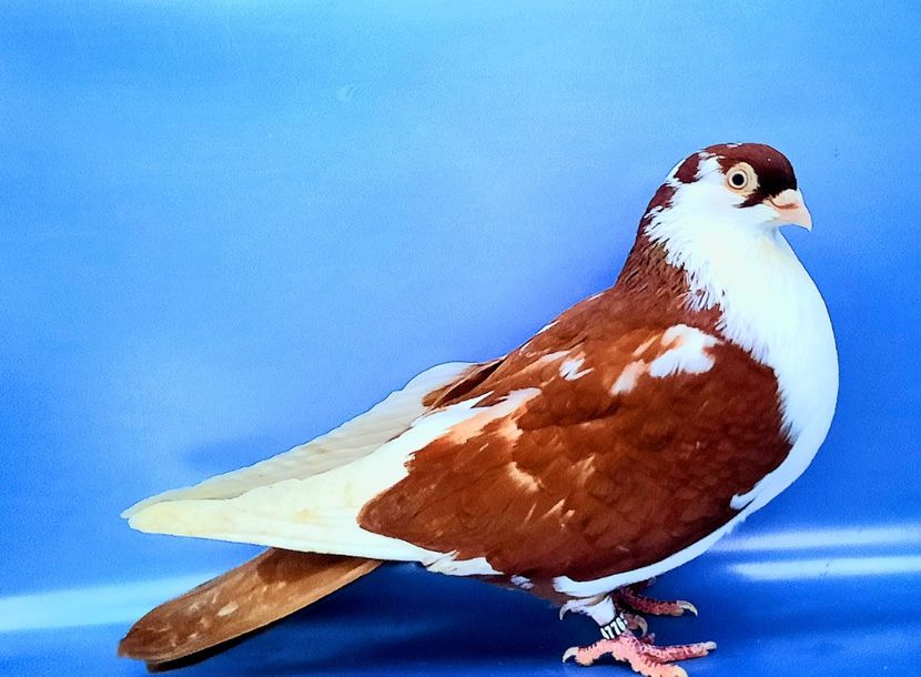 4776  mascul  2022 - Plecați ALBUM 4