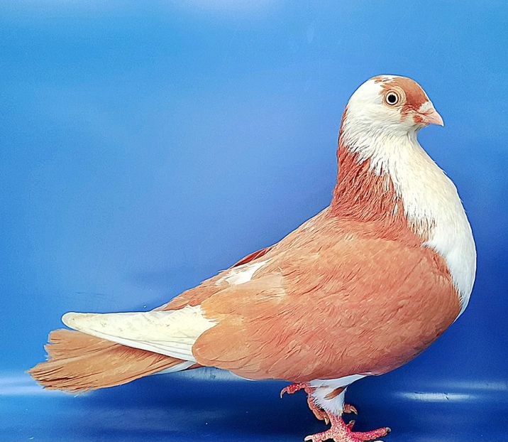 Femelă  2017 - Jucători de Galați