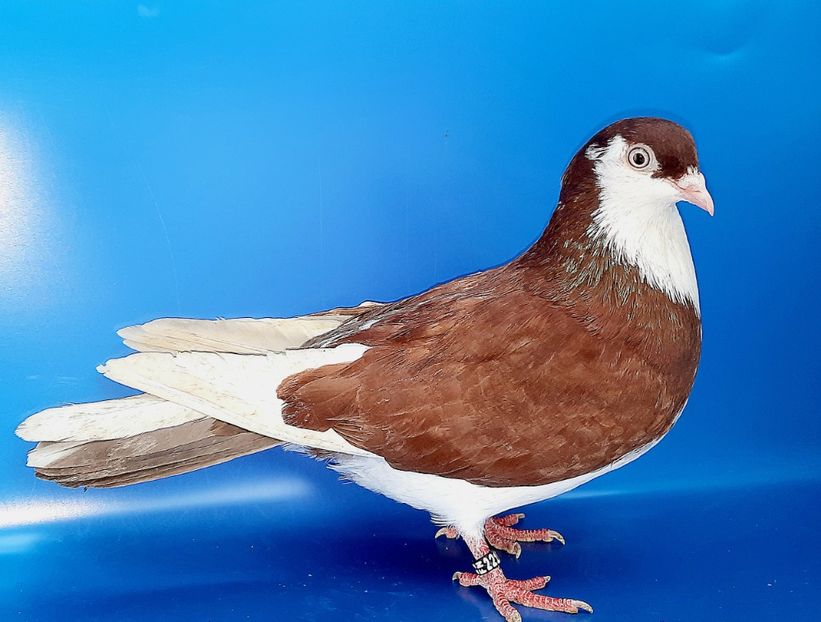 22120  femelă  2022 - 00001 porumbei dragi mie arhivă