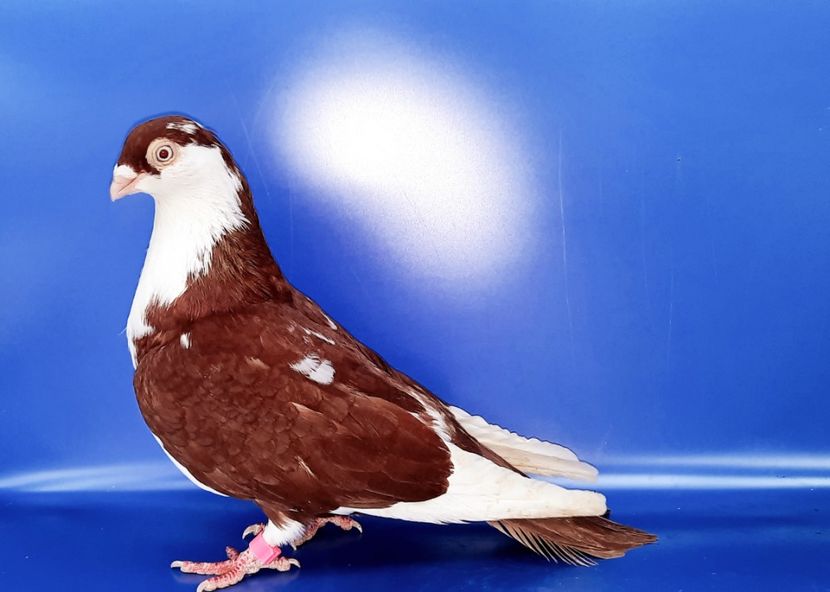 Femelă  2021 - 00001 porumbei dragi mie arhivă