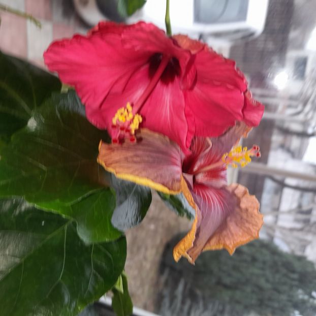 10.01.2023 - HIBISCUSI 2023-1