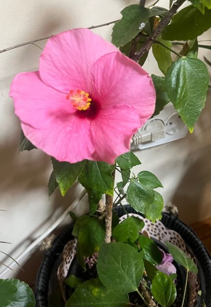 67E7C69B-6A25-4C2F-A19A-655CC0AB0CA5 - Hibiscus