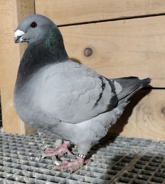 Ro 2022 - Masculi pentru 2023