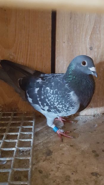 RO 21-413000 M Nep.”Kita” - Masculi