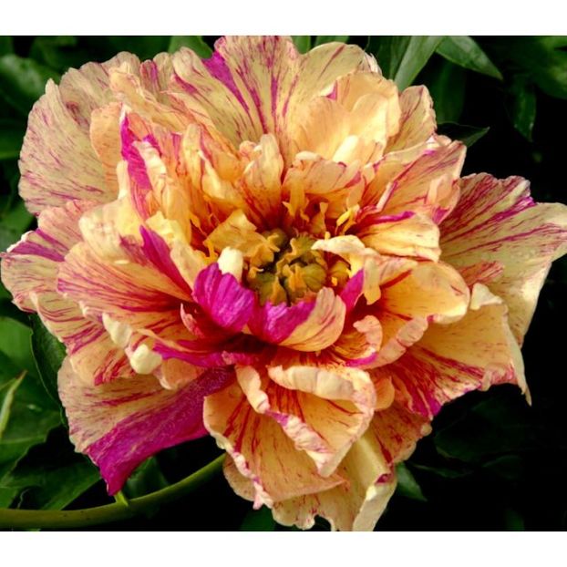 bulbi-bujori-Lollipop-0h-640x640w - Achiziții