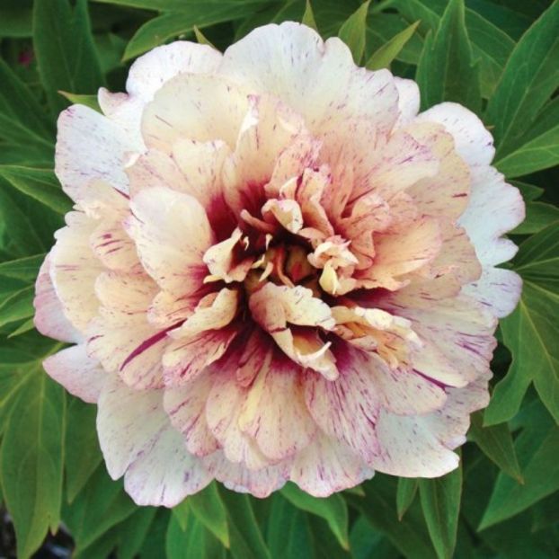 bujor-all-that-jazz-500x500 - Achiziții