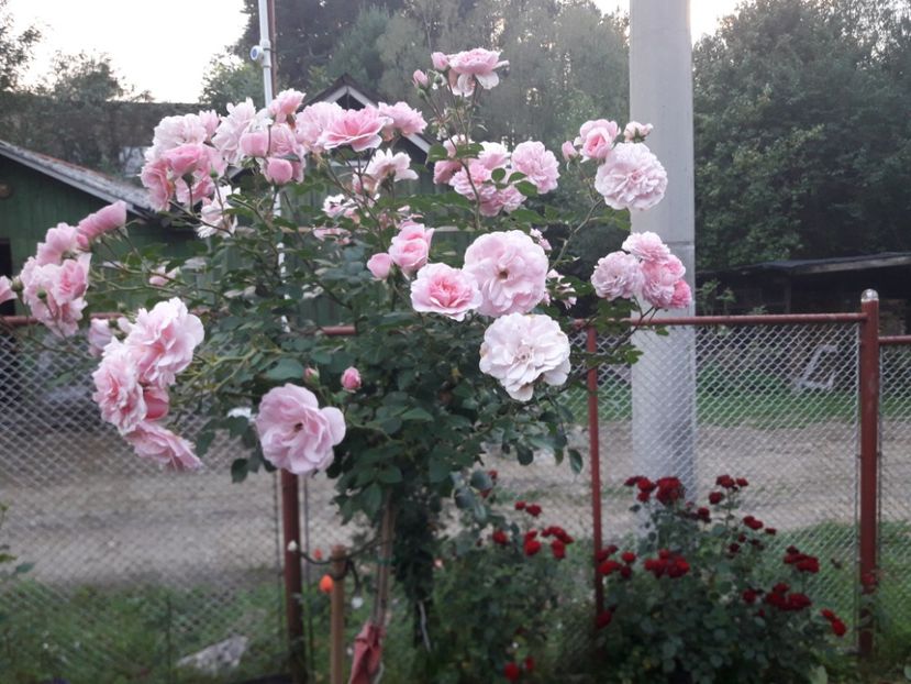  - TRANDAFIRI POMISORI - 2022