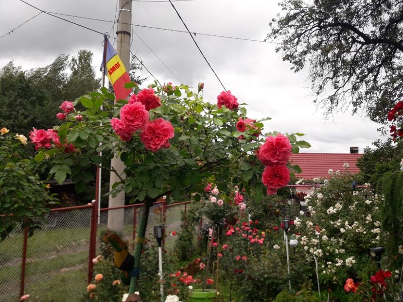  - TRANDAFIRI POMISORI - 2022