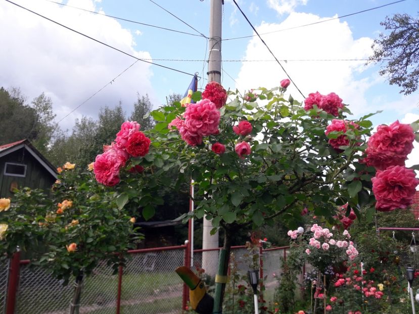  - TRANDAFIRI POMISORI - 2022