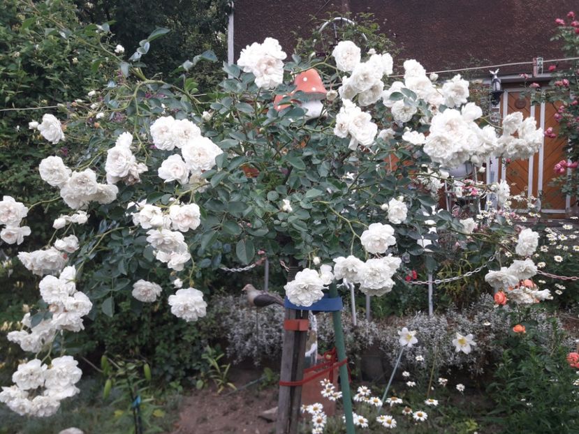  - TRANDAFIRI POMISORI - 2022