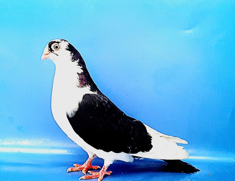 femelă  2021 - Plecați ALBUM 4