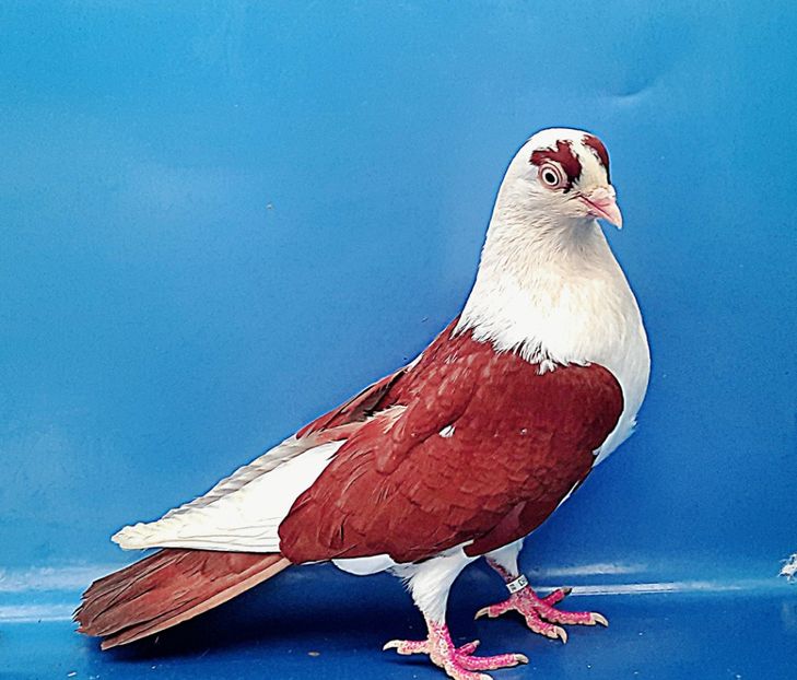 femelă  2021 - Plecați ALBUM 4