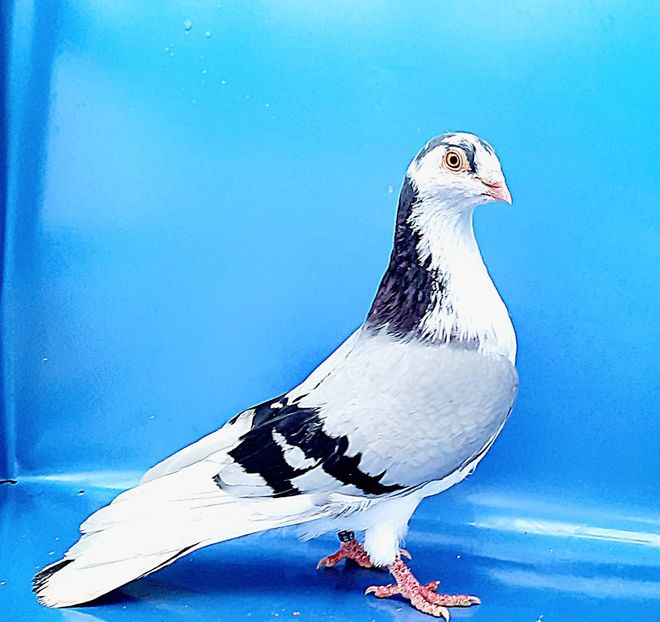 Mascul  2020 - Jucători de Galați