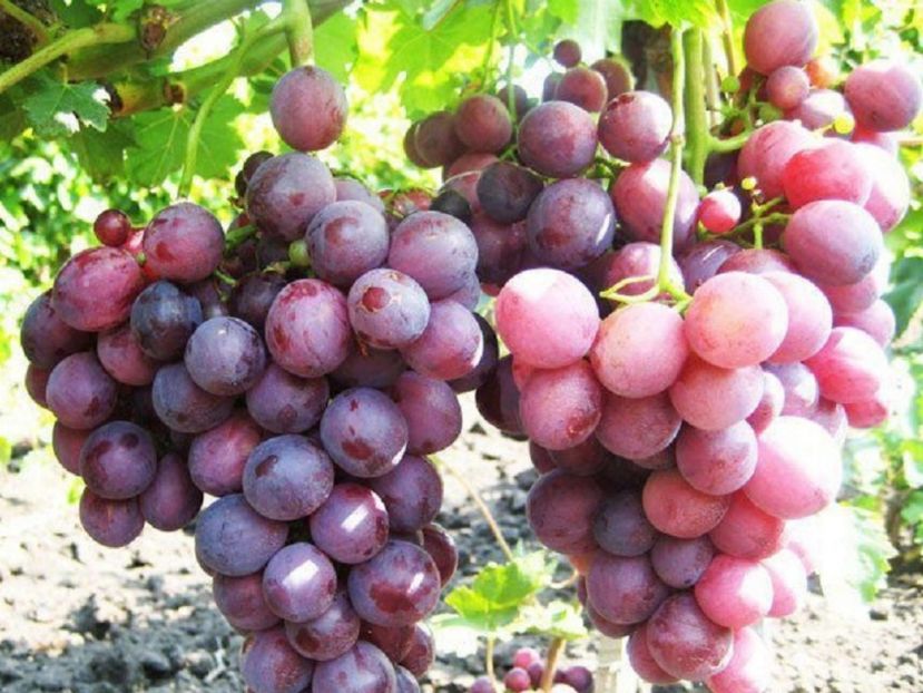 cardinal- - VITA DE VIE -de vanzare 2026