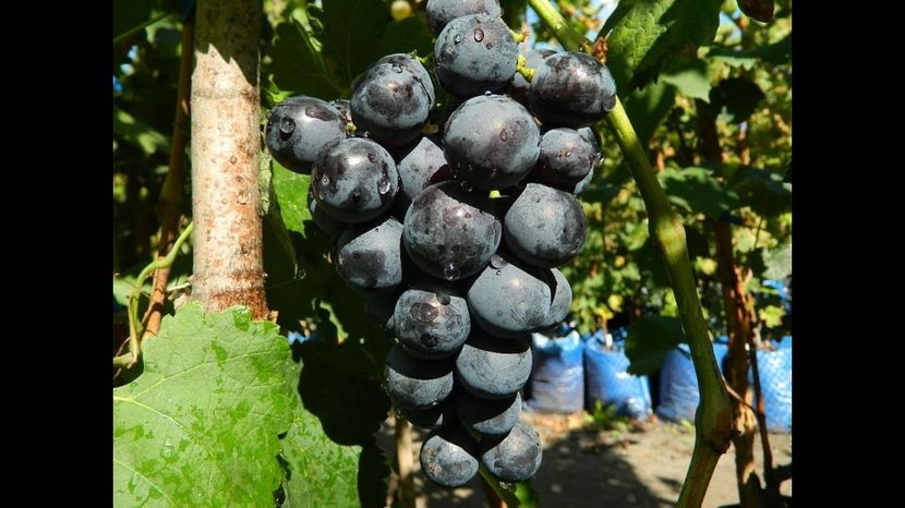 GUZAL KARA - VITA DE VIE -de vanzare 2026