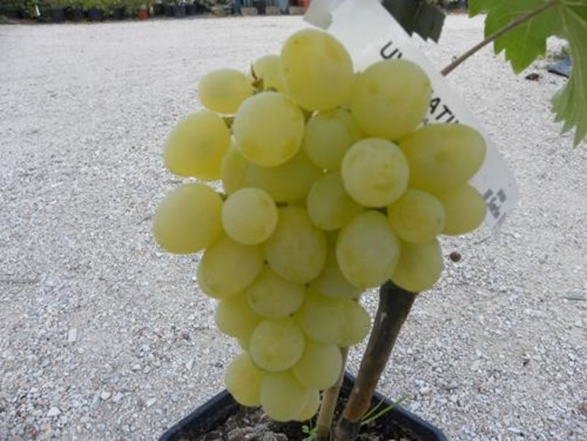 MATILDE - VITA DE VIE -de vanzare 2026