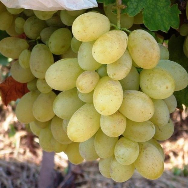 victoria - VITA DE VIE -de vanzare 2026