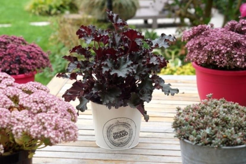 HEUCHERA DARK SECRET - HEUCHERA-de vanzare 2026