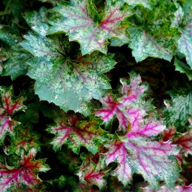Heuchera - HEUCHERA-de vanzare 2025