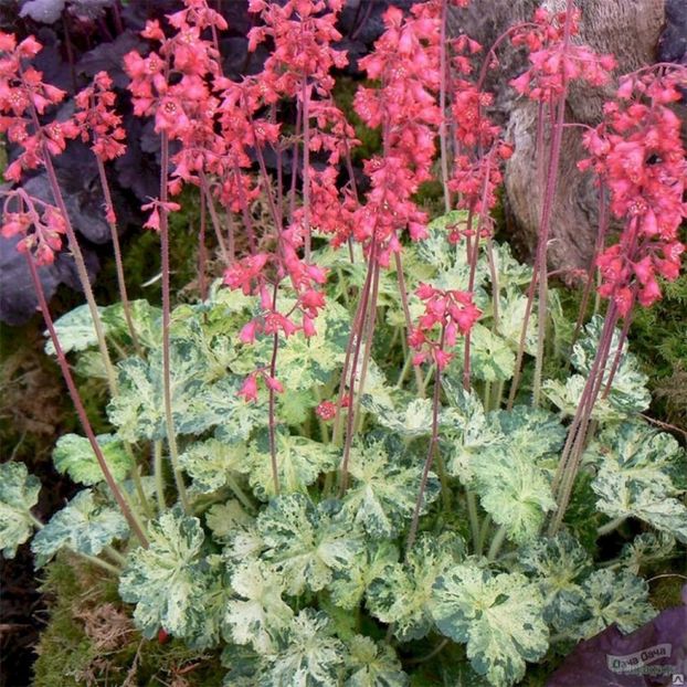 Heuchera deep drop - HEUCHERA-de vanzare 2025