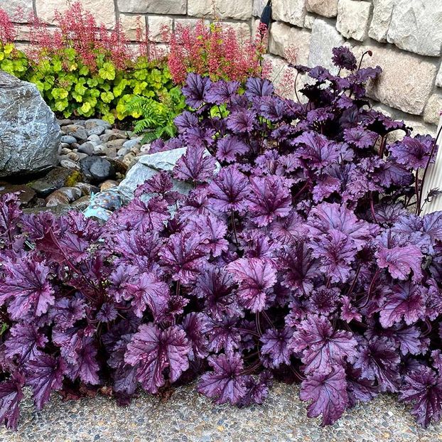 HEUCHERA FOREVER PURPLE - HEUCHERA-de vanzare 2025