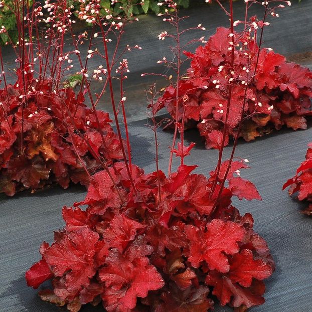 HEUCHERA FOREVER RED - HEUCHERA-de vanzare 2026