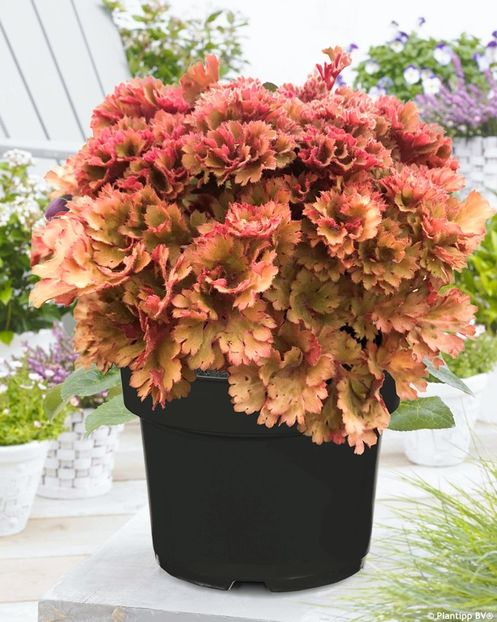 HEUCHERA FRILLY - HEUCHERA-de vanzare 2026