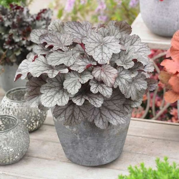 HEUCHERA HUCKLEBERRY - HEUCHERA-de vanzare 2025