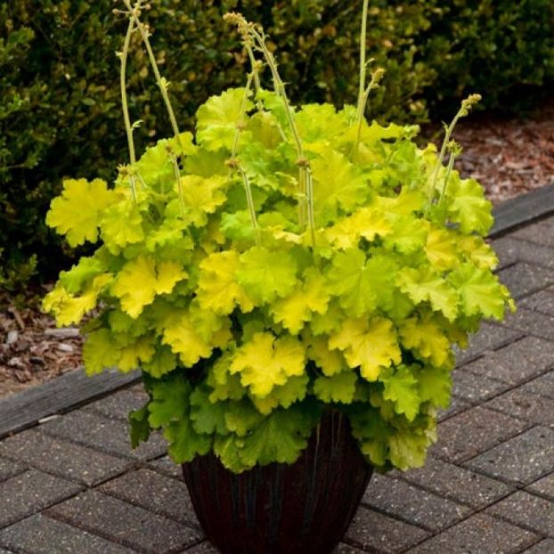 HEUCHERA LEMON LOVE - HEUCHERA-de vanzare 2026