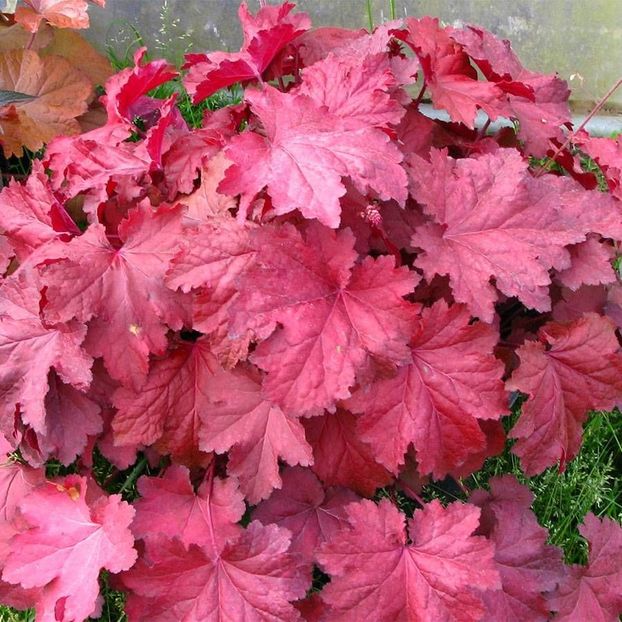 HEUCHERA MAGMA - HEUCHERA-de vanzare 2026