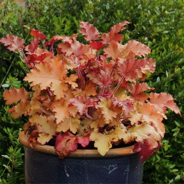 HEUCHERA MARMALADE - HEUCHERA-de vanzare 2026
