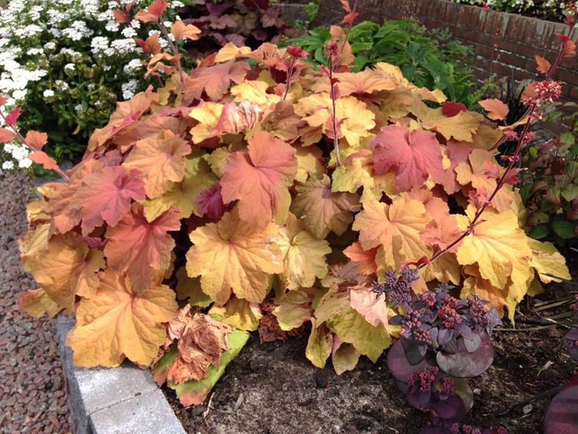 HEUCHERA MEGA CARAMEL - HEUCHERA-de vanzare 2026