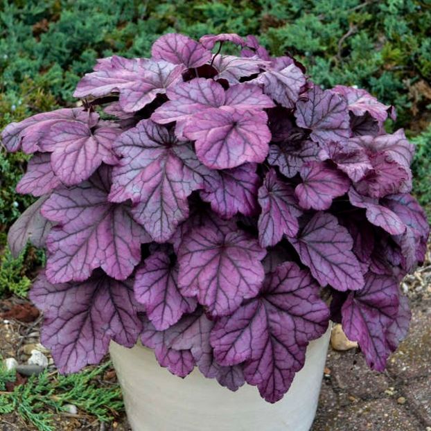 HEUCHERA PINK PANTHER - HEUCHERA-de vanzare 2026