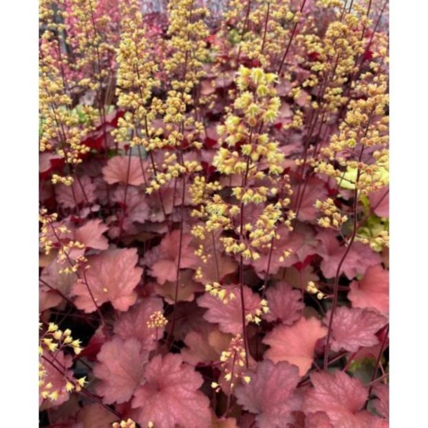 HEUCHERA PRINCESS LEILA - HEUCHERA-de vanzare 2026