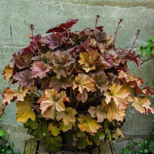 HEUCHERA REX DARK AMBER - HEUCHERA-de vanzare 2025