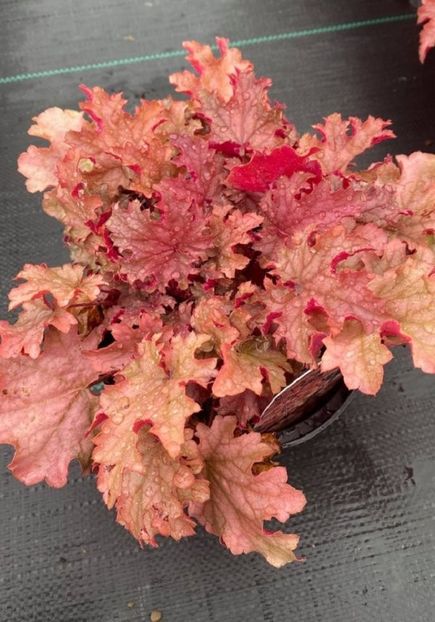 HEUCHERA WORLD CAFFE AMARETTO77 - HEUCHERA-de vanzare 2025