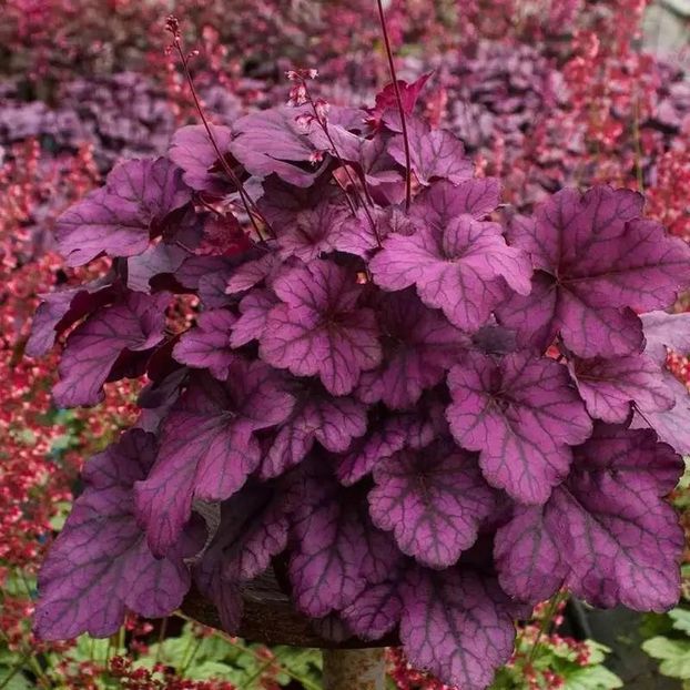 HEUCHERA ZURAWKA WILD ROSE8 - HEUCHERA-de vanzare 2025