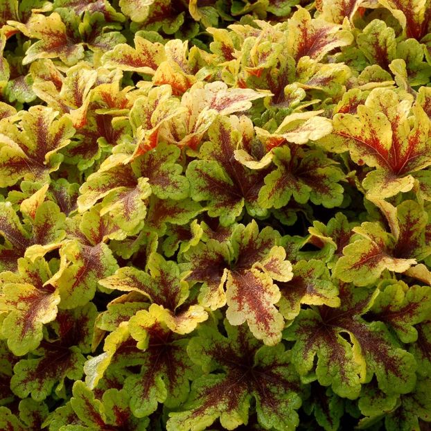 Heucherella-Mojito- - HEUCHERA-de vanzare 2025