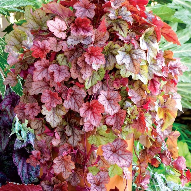 Heucherella-Copper-Cascade- - HEUCHERA-de vanzare 2025