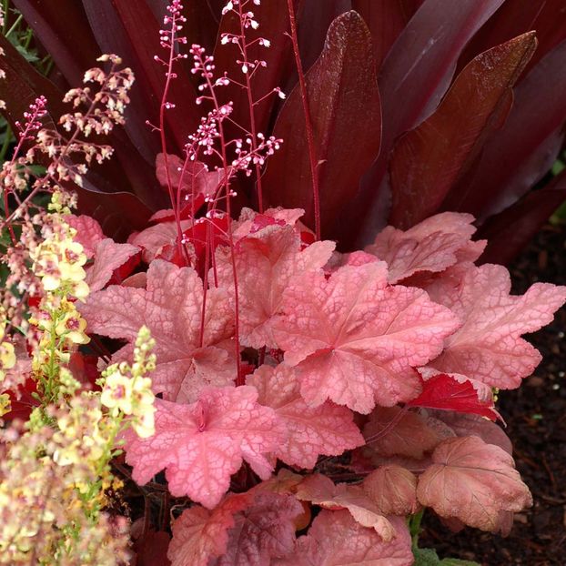 Heuchera-Autumn-Leaves- - HEUCHERA-de vanzare 2025