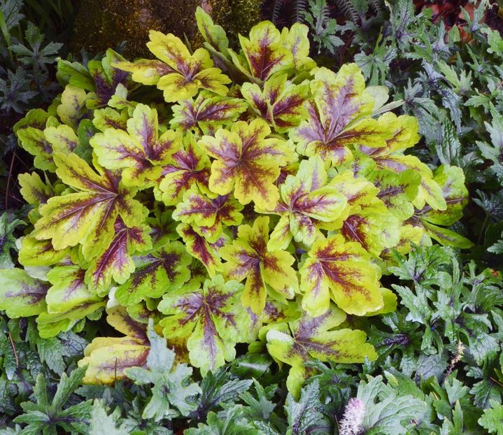 Heucherella-Mojito - HEUCHERA-de vanzare 2025