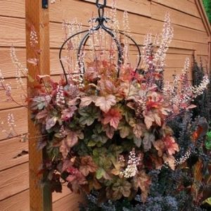 HEUCHERELLA COPER CASCADE - HEUCHERA-de vanzare 2025