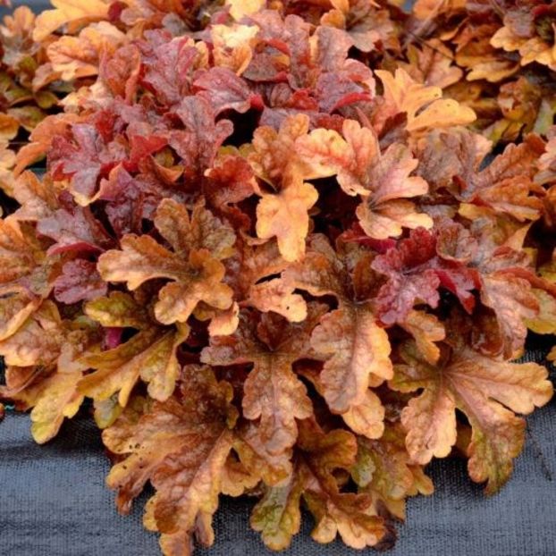 HEUCHERELLA  BUTTERED RUM D12 - HEUCHERA-de vanzare 2025
