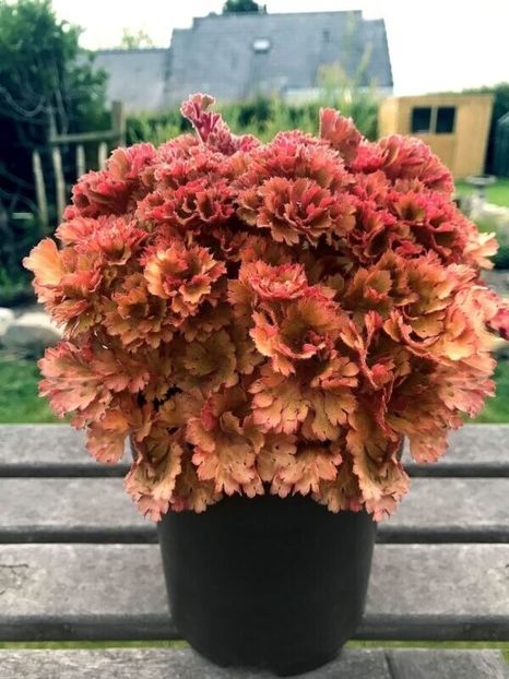 heuchera-frilly- - HEUCHERA-de vanzare 2025