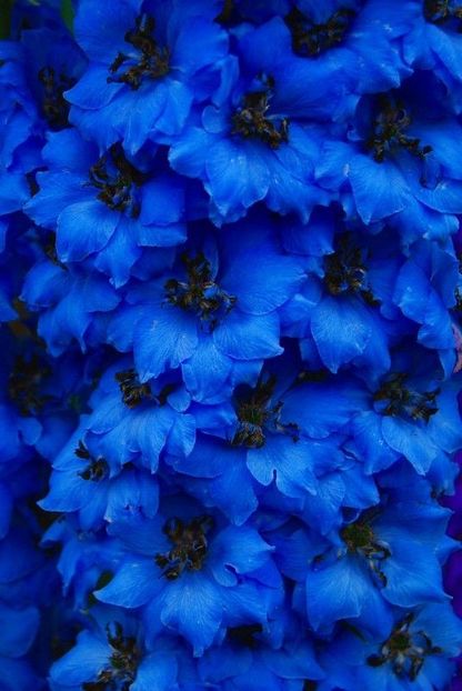 DELPHINIUM DEEP BLUE ORCHID - NEMTISOR -de vanzare-2024