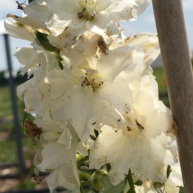 DELPHINIUM DELGENIUS NEVA - NEMTISOR -de vanzare-2025