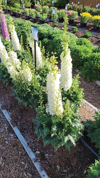 DELPHINIUM DELGENIUS NEVA - NEMTISOR -de vanzare-2025